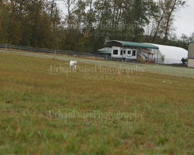 SCA2016_LURE COURSING-7578