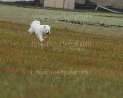 SCA2016_LURE COURSING-7582