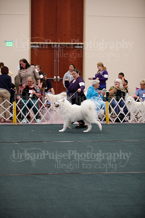 F9-12 Dog-7089