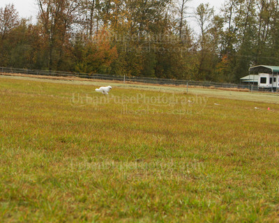 SCA2016_LURE COURSING-7316