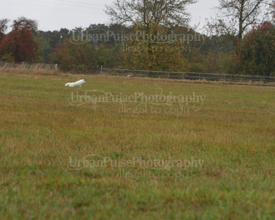 SCA2016_LURE COURSING-7657