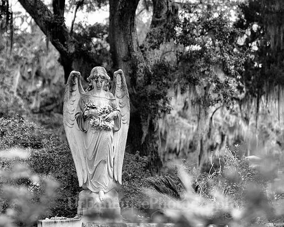 Savannah_9843-2
