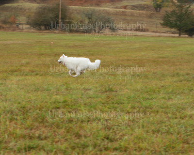 SCA2016_LURE COURSING-7807