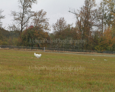 SCA2016_LURE COURSING-7772