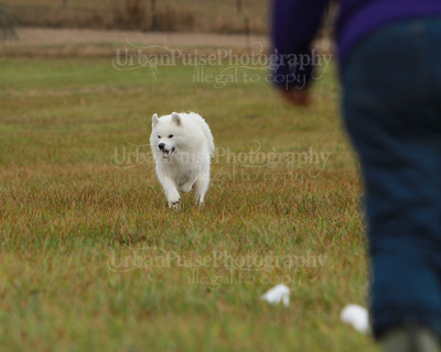 SCA2016_LURE COURSING-7635