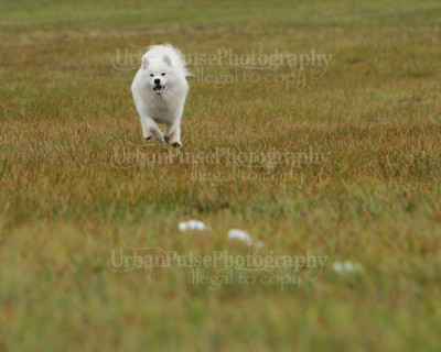 SCA2016_LURE COURSING-7631