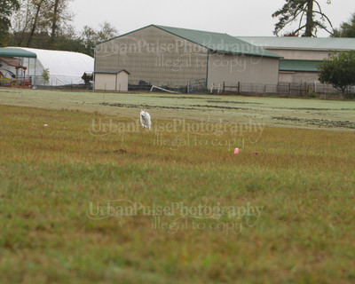 SCA2016_LURE COURSING-7372