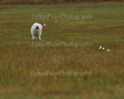 SCA2016_LURE COURSING-7621