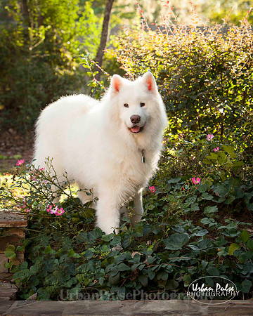 Samoyed-7198