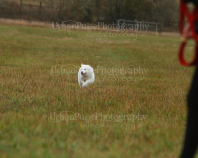 SCA2016_LURE COURSING-7719