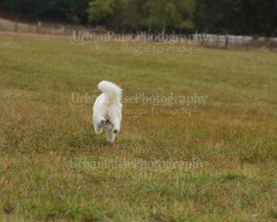 SCA2016_LURE COURSING-7563
