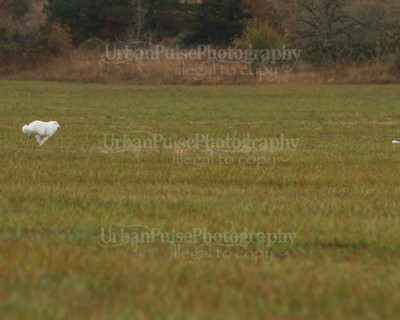 SCA2016_LURE COURSING-7696
