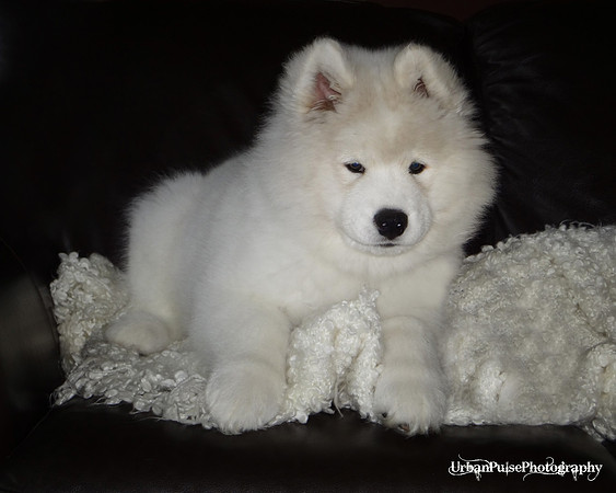 GreenBoy_10wks_16x20_DSC00350
