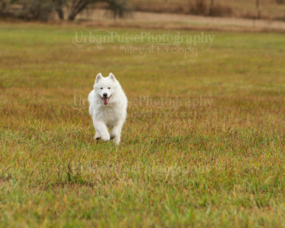 SCA2016_LURE COURSING-7357