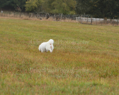 SCA2016_LURE COURSING-7738