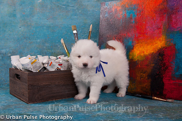 MaterxMayaPups4weeks-8464
