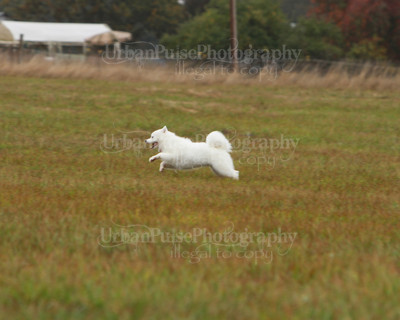 SCA2016_LURE COURSING-7760