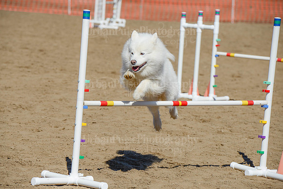 AGILITY-2266