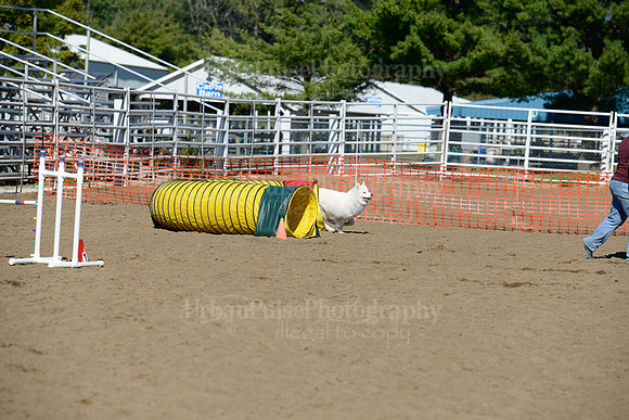 AGILITY-2000