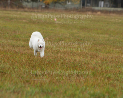 SCA2016_LURE COURSING-7748