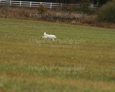 SCA2016_LURE COURSING-7611