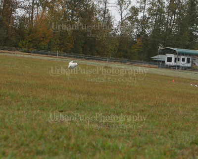 SCA2016_LURE COURSING-7576