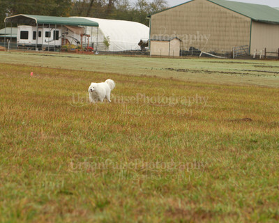 SCA2016_LURE COURSING-7279