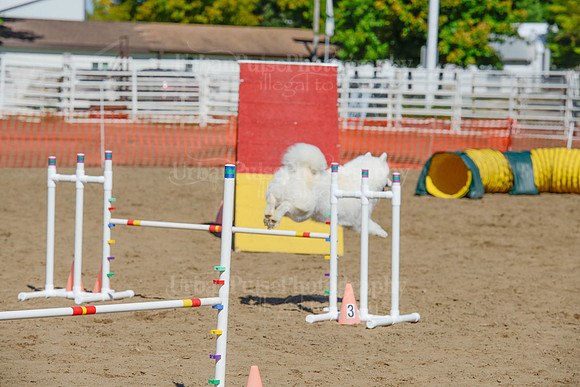 AGILITY-2291
