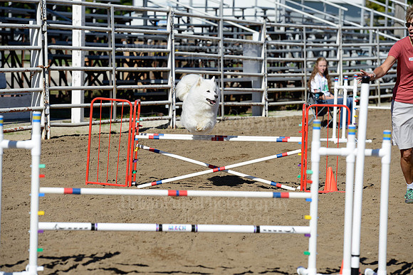 AGILITY-1982