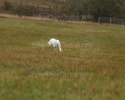 SCA2016_LURE COURSING-7712