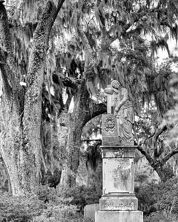 Savannah_9849