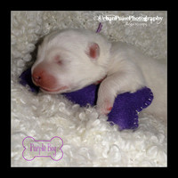 MARLOWE-02092012-01039