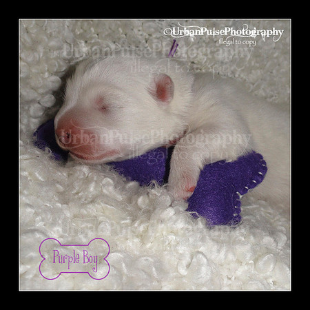 MARLOWE-02092012-01039