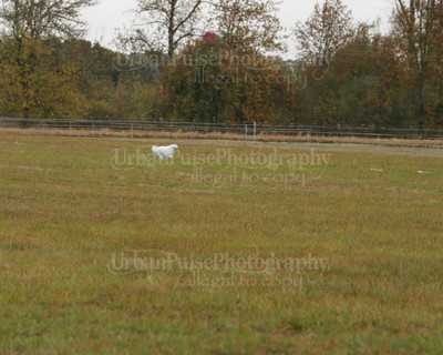 SCA2016_LURE COURSING-7436
