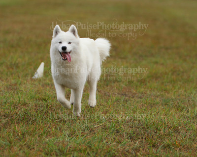 SCA2016_LURE COURSING-7415