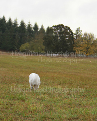 SCA2016_LURE COURSING-7420