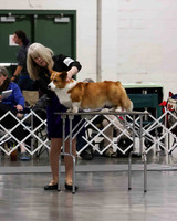 CWCCA MEGAN RED-SABLE D-2731