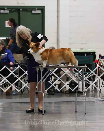 CWCCA MEGAN RED-SABLE D-2731