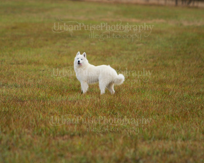 SCA2016_LURE COURSING-7405