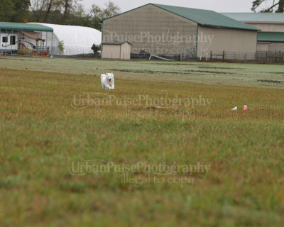 SCA2016_LURE COURSING-7444