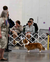 CWCCA MEGAN RED-SABLE D-2725