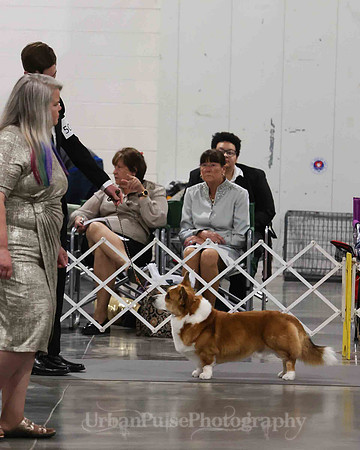 CWCCA MEGAN RED-SABLE D-2725