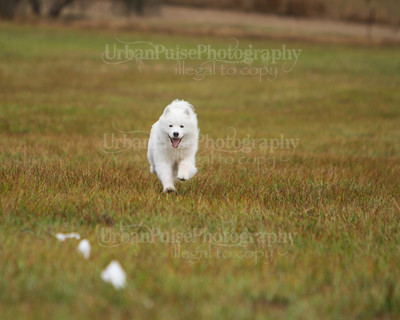 SCA2016_LURE COURSING-7474