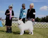 Marlowe_SelectDog_Major