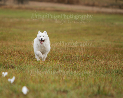 SCA2016_LURE COURSING-7475