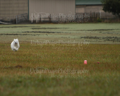 SCA2016_LURE COURSING-7498