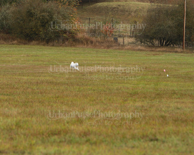 SCA2016_LURE COURSING-7397