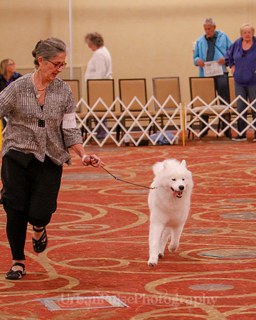 SCA2019 BEST OF-0696 BRED BY