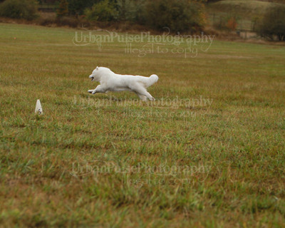 SCA2016_LURE COURSING-7511
