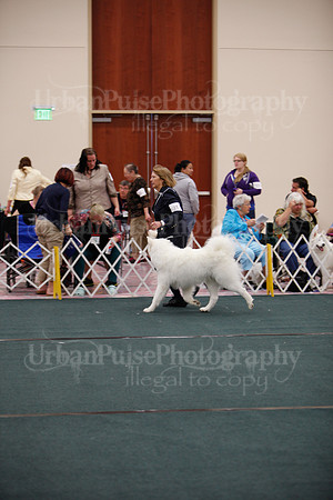 F9-12 Dog-7087